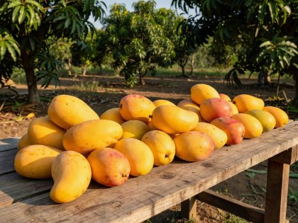Kypsiä kultaisia Nam Doc Mai- ja Alphonso-mangoja lajittelupöydällä puutarhassa